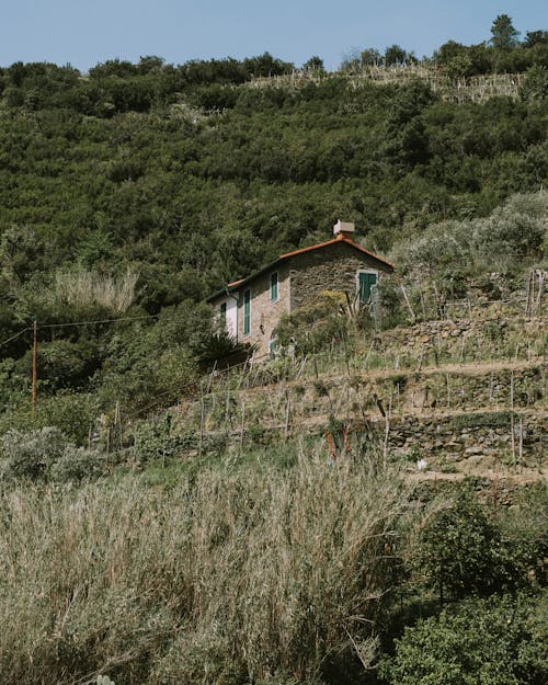 로우앵글 샷, 수직 쐈어, 시골의 무료 스톡 사진