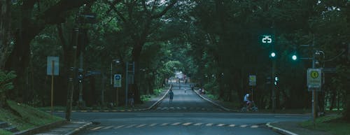 樹木, 菲律宾大学, 街 的 免费素材图片