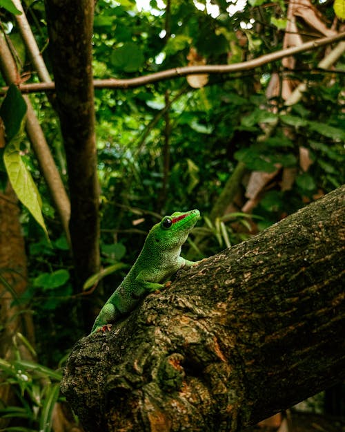가지, 게코, 도마뱀의 무료 스톡 사진