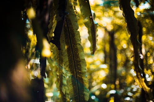 고사리 잎, 녹색, 숲의 무료 스톡 사진