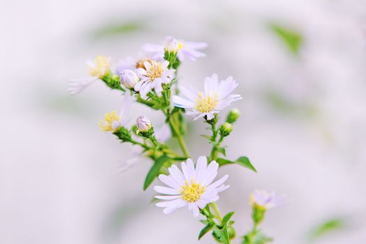 精致的粉彩紫苑花朵盛开，柔和的焦点背景更添花香之美