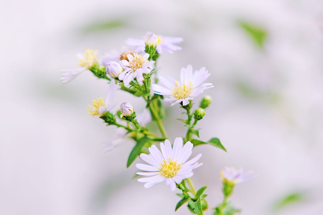 Free Close Up Photo of White Petaled Flower With Yellow Stigma Stock Photo
