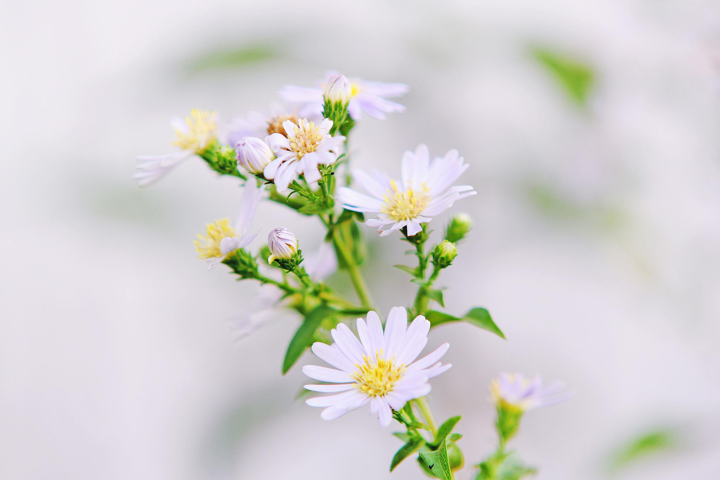 Pink Flower Field · Free Stock Photo