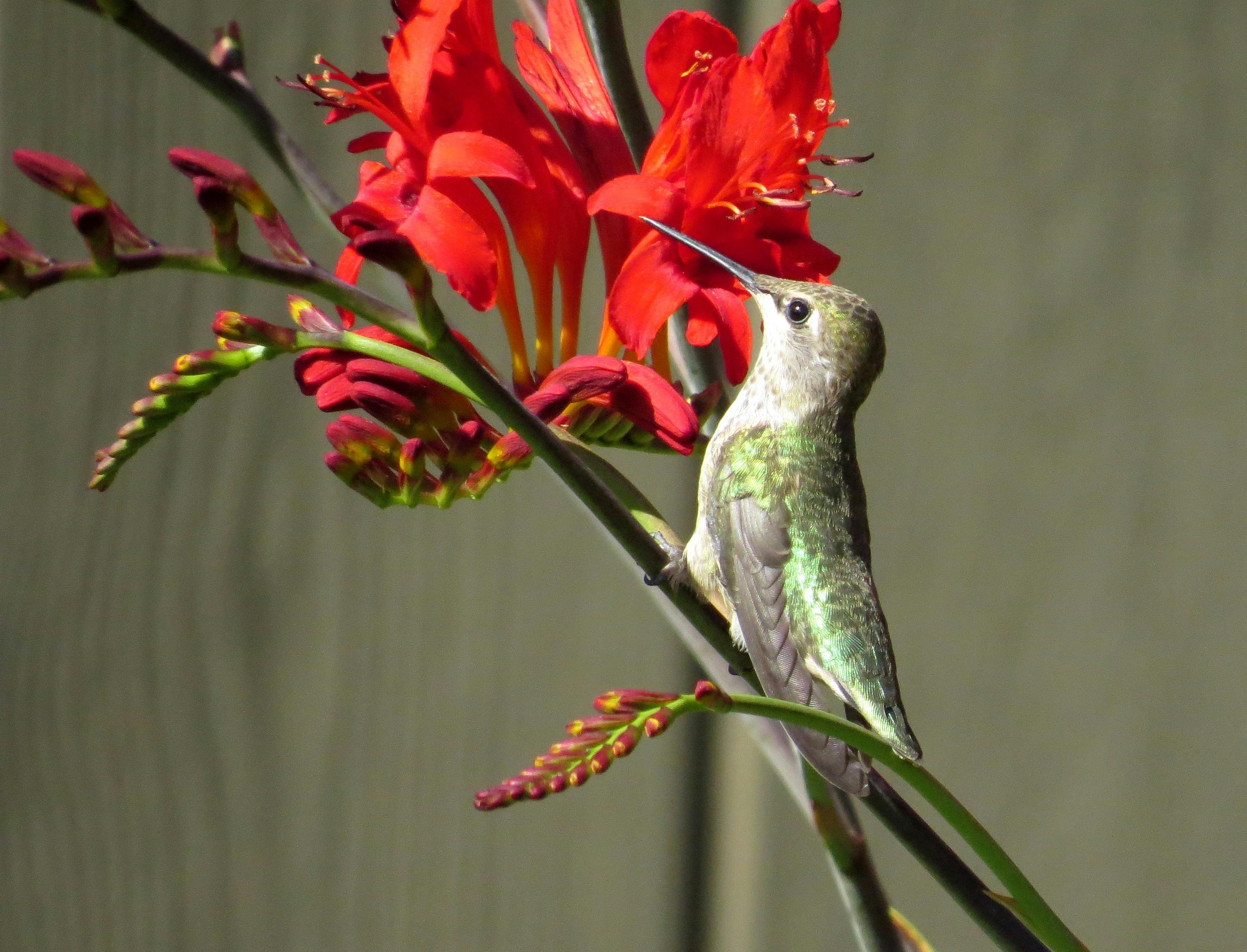 Photo Gratuite De Oiseau Colibri Annas