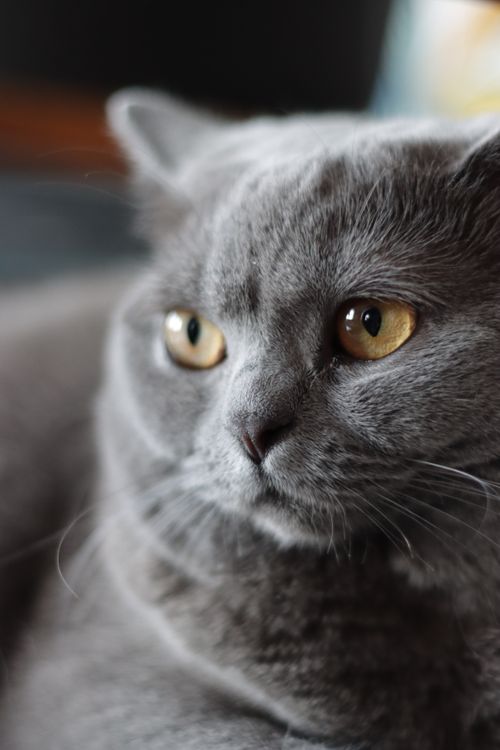 Free Detailed close-up portrait of a gray British Shorthair cat with expressive amber eyes. Stock Photo