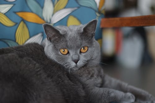 Close-up Photo of a British Shorthair Cat