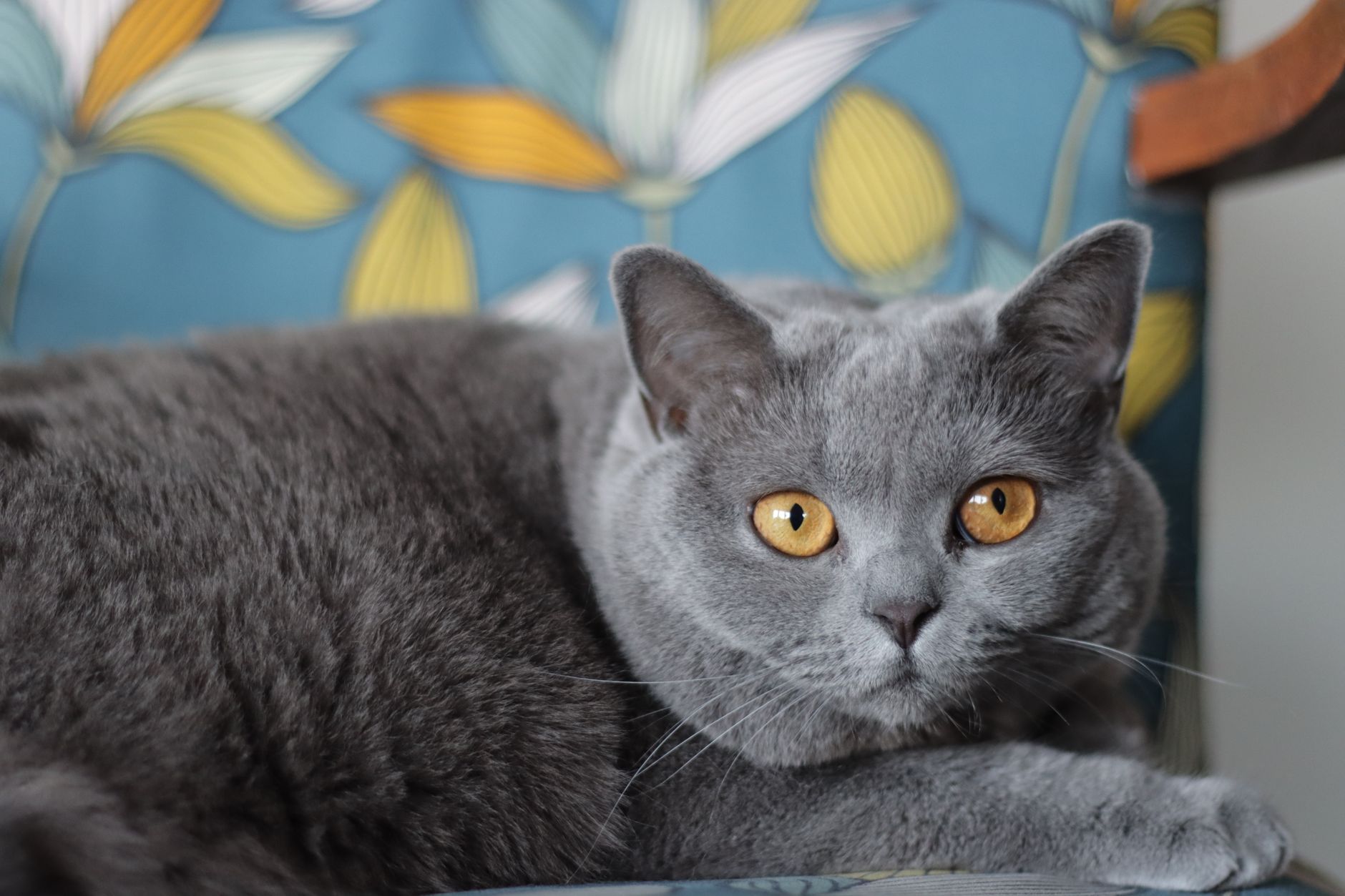 Charming British Shorthair cat with striking amber eyes, lounging comfortably on a colorful chair.