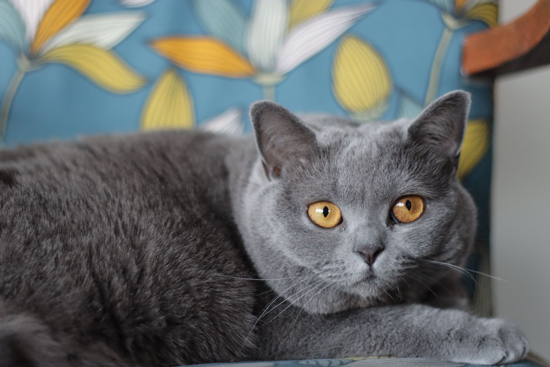 British Shorthair Cat in Close-up Photography