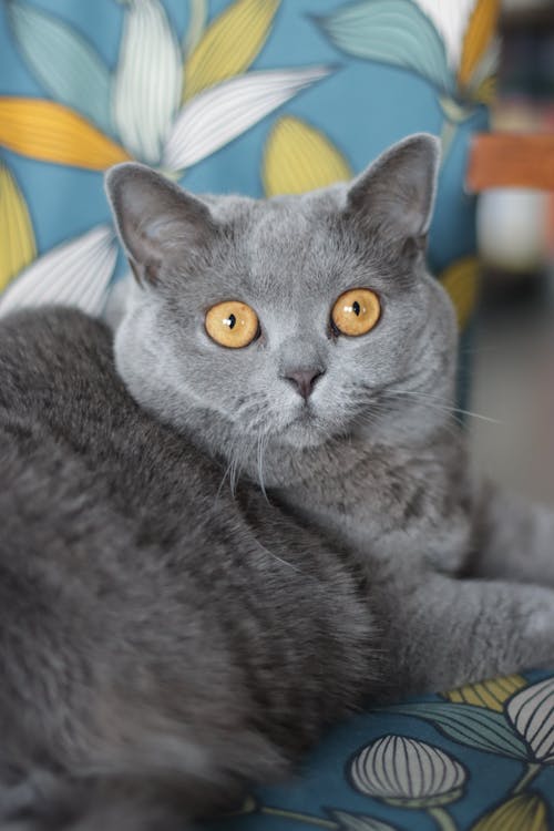 Fotobanka s bezplatnými fotkami na tému britská krátkosrstá mačka, domáce zviera, fúzy