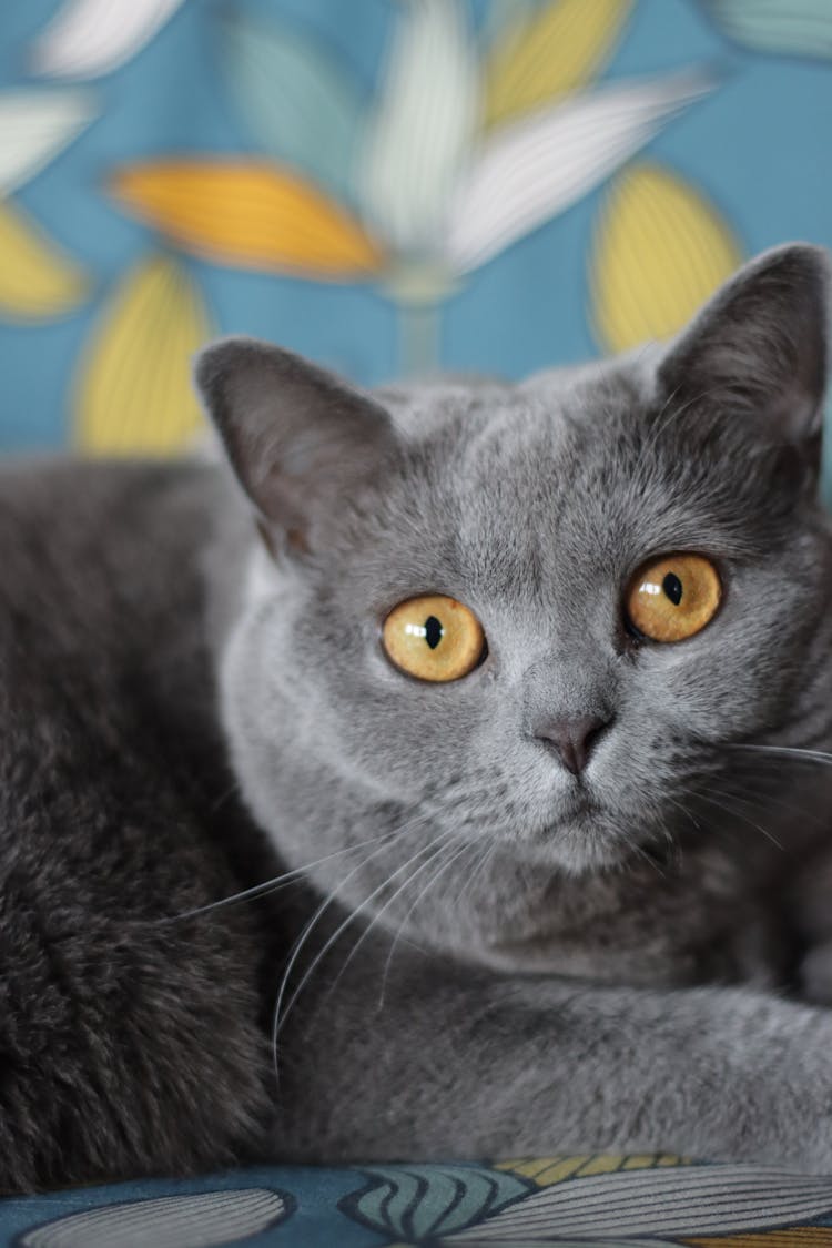 A Gray Cat With Orange Eyes 