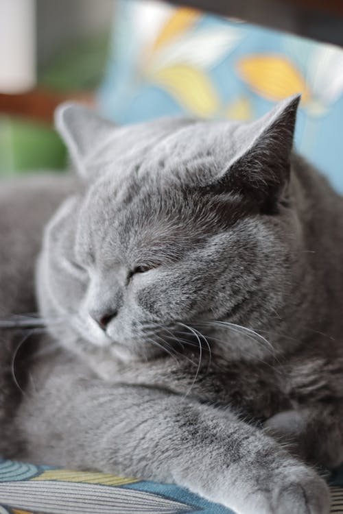 Free Gray Cat Sleeping on a Sofa Stock Photo