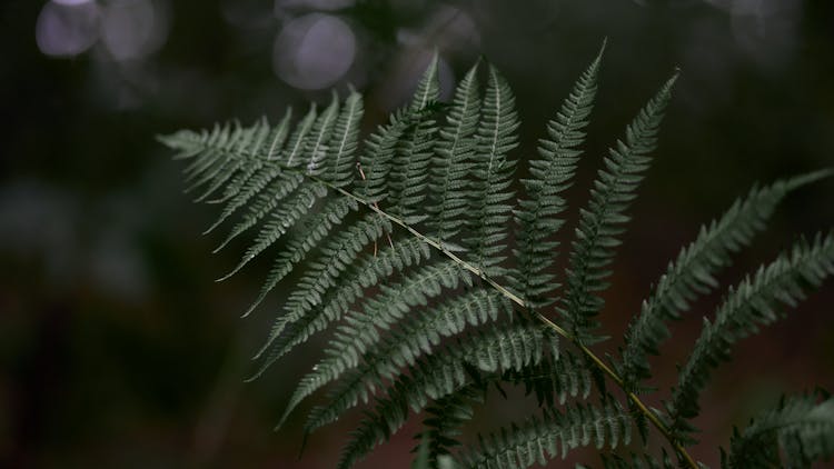 Close Up Photo Of Fern Plant