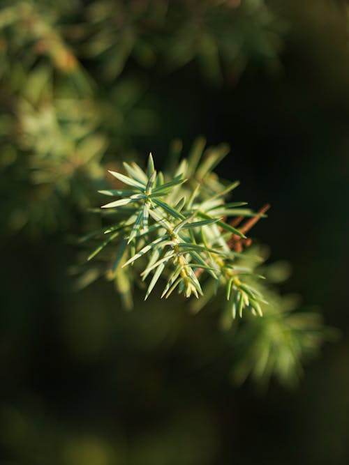 Green Plant in Close Up Photography