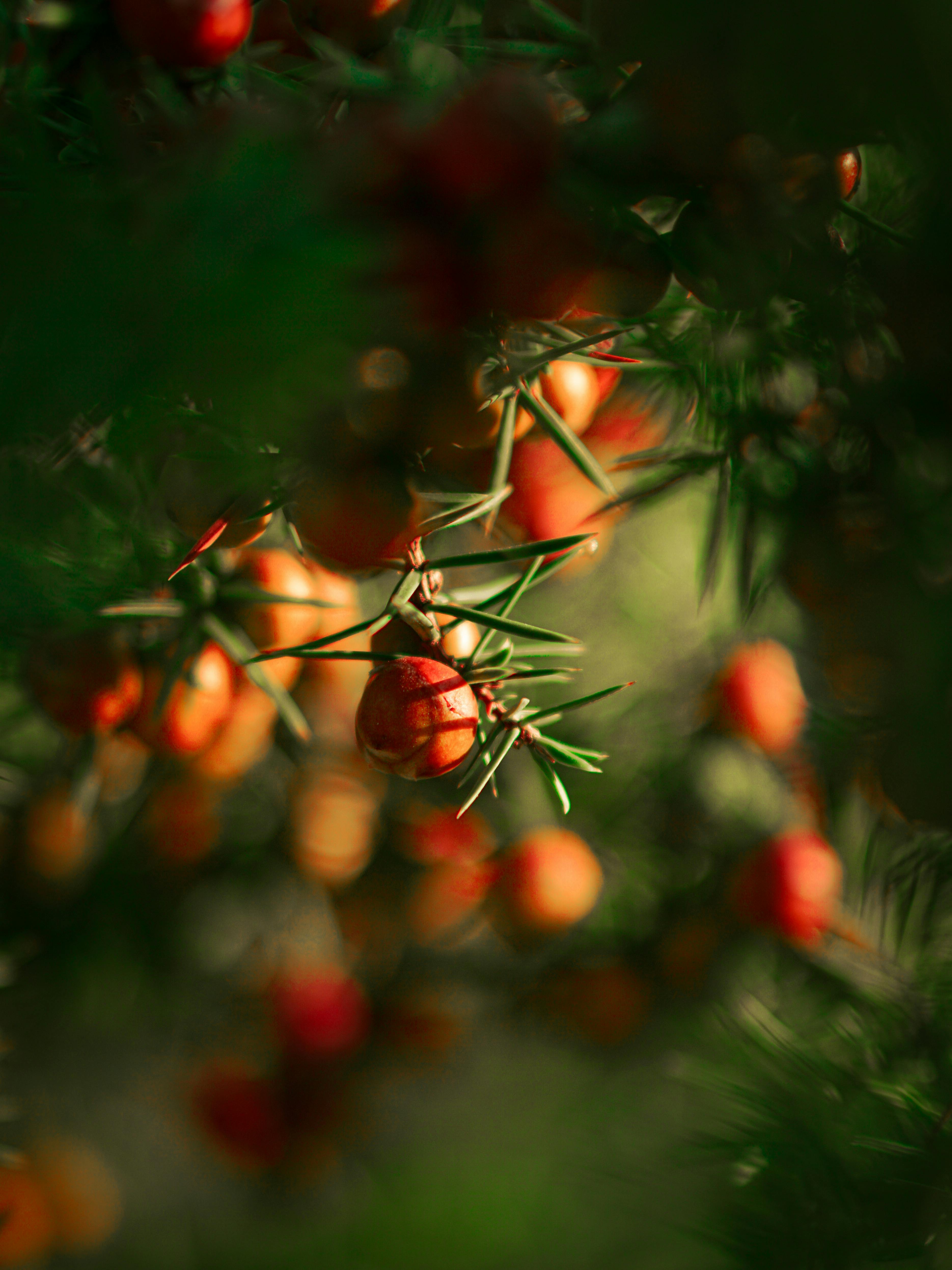 Green Pine Tree Leaves · Free Stock Photo