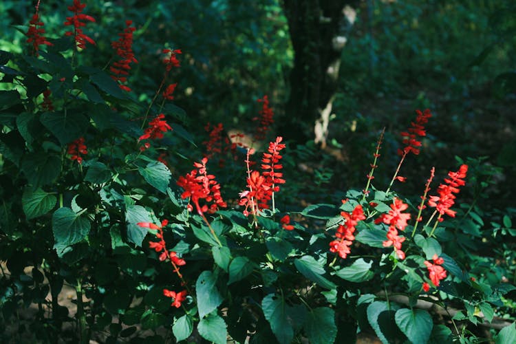  Perennial Plants With Blooming Flowers