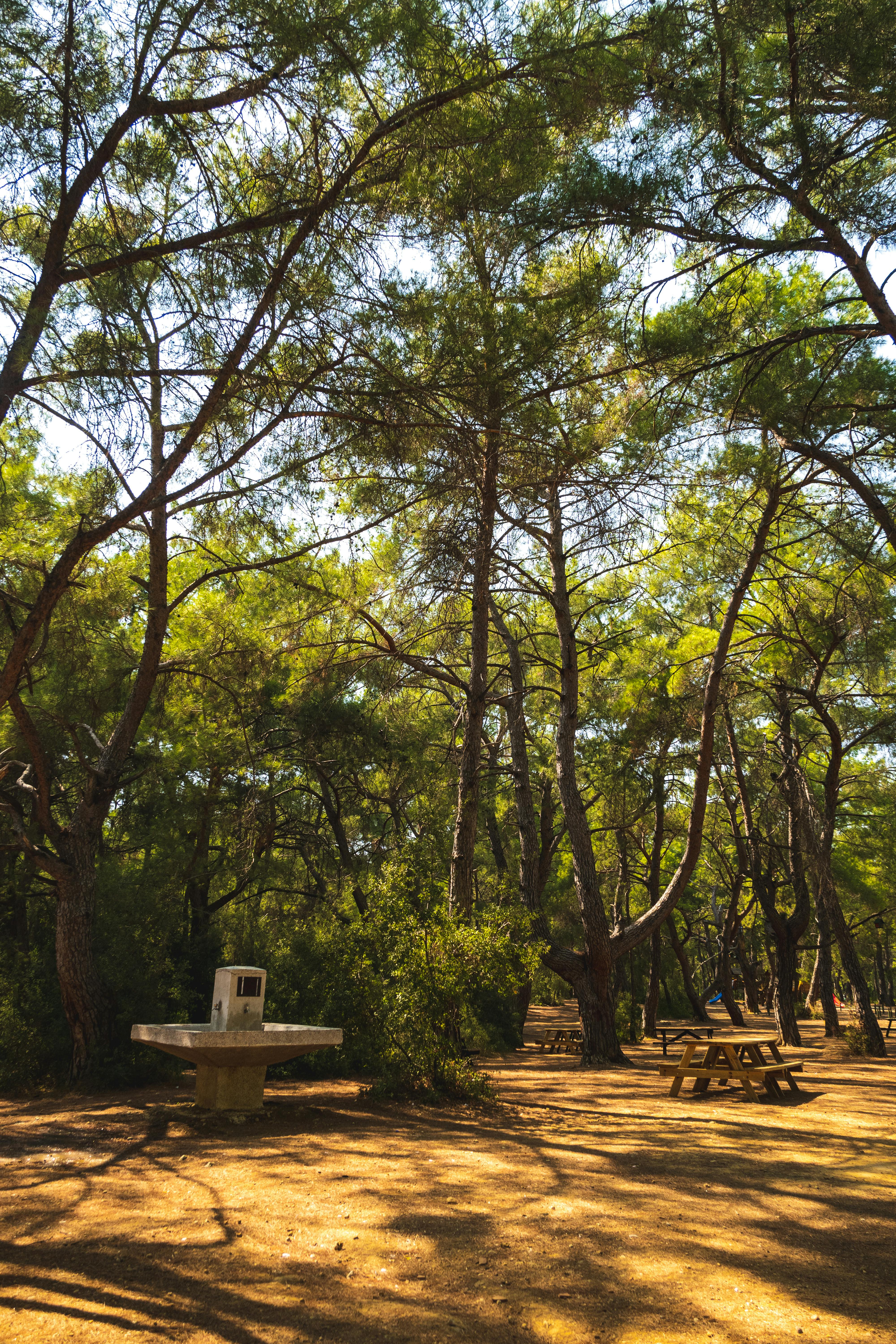 Sunrise over a quiet state park campground with empty picnic tables and tall pine trees