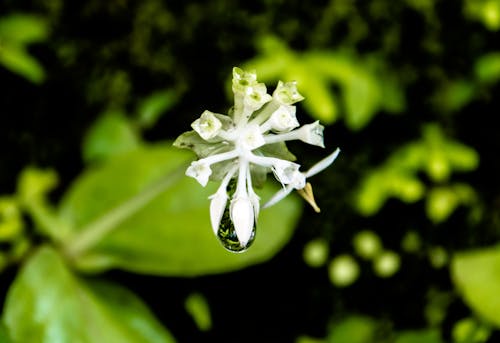 Foto profissional grátis de branco, flor silvestre, gota de orvalho