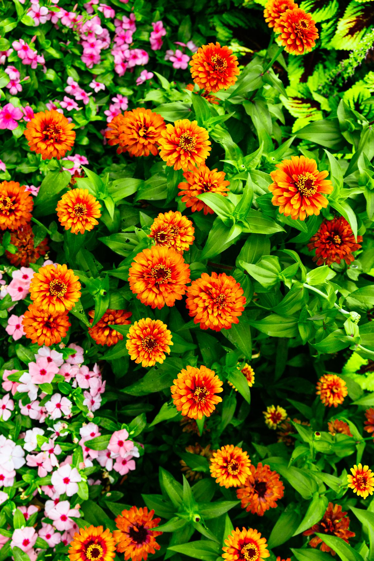 Gardens that wow — SF Gardening