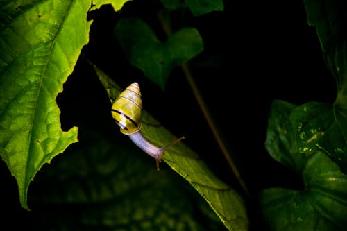 Free Yellow and Black Stripe Snail on Green Leaf Stock Photo