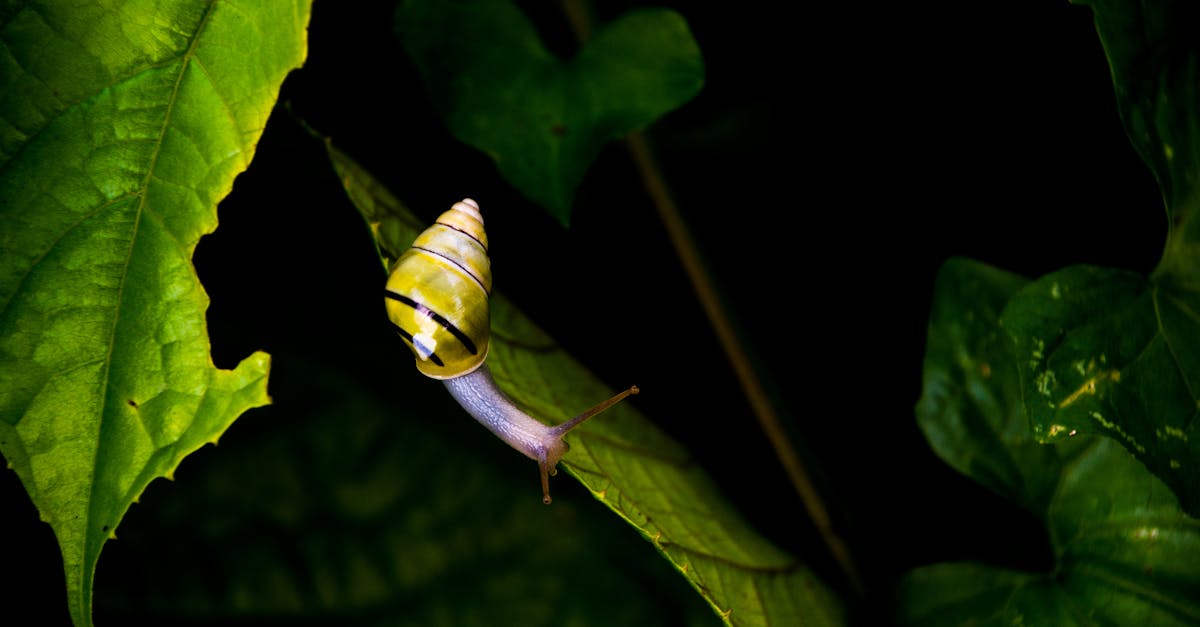 Yellow and Black Stripe Snail on Green Leaf