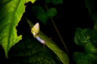 在一片暗色背景的绿叶上，一只蜗牛展现着大自然的美丽