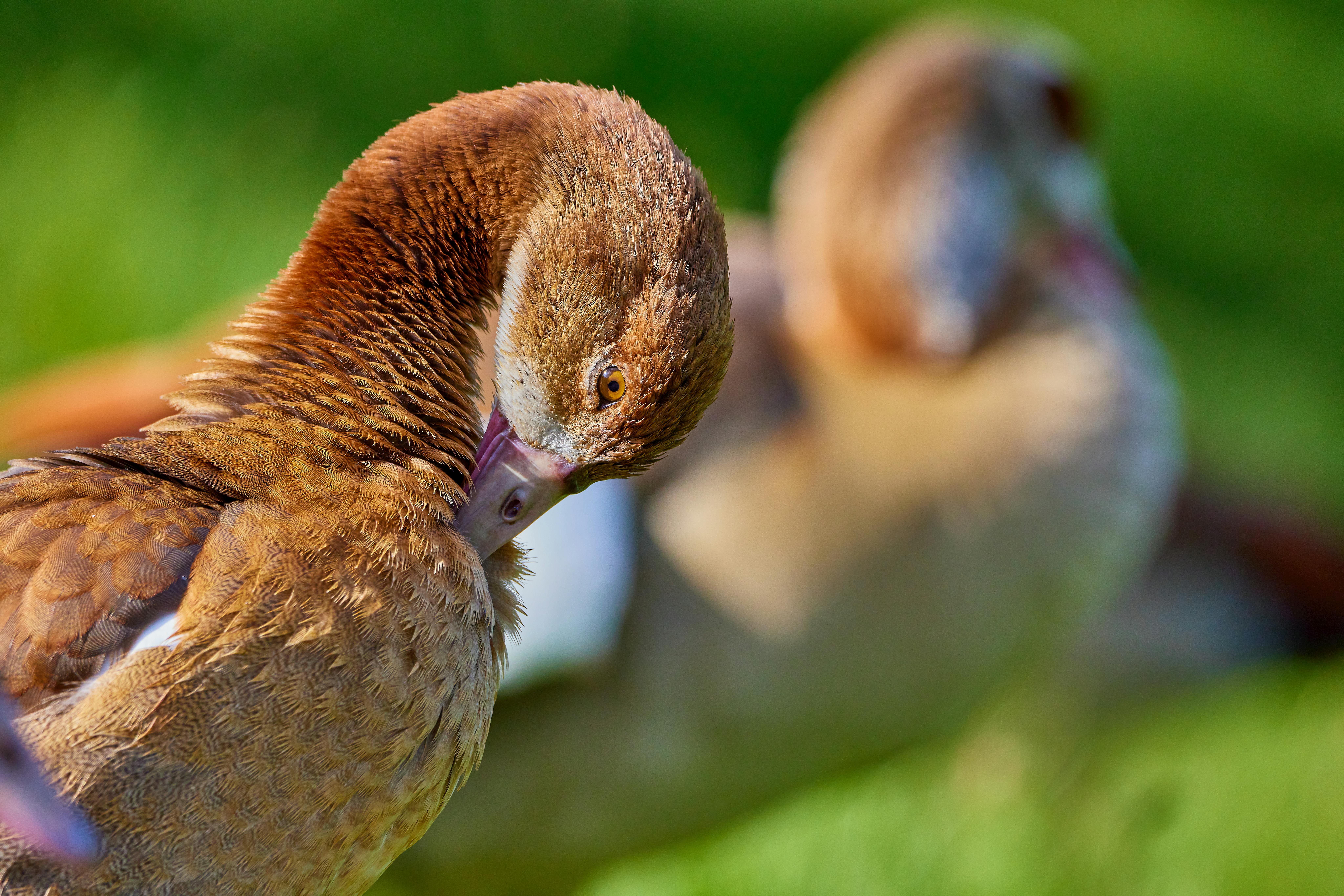 A bird at eye-level showing intimate perspective - bird photography tips and techniques