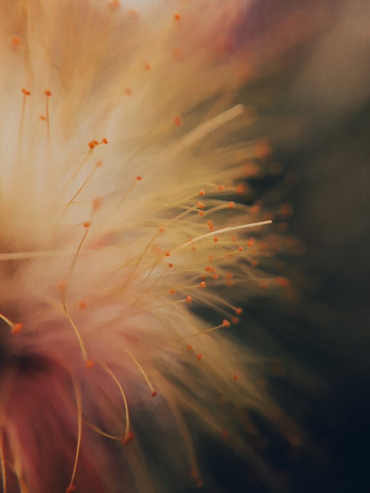 Flower In Close Up Photography