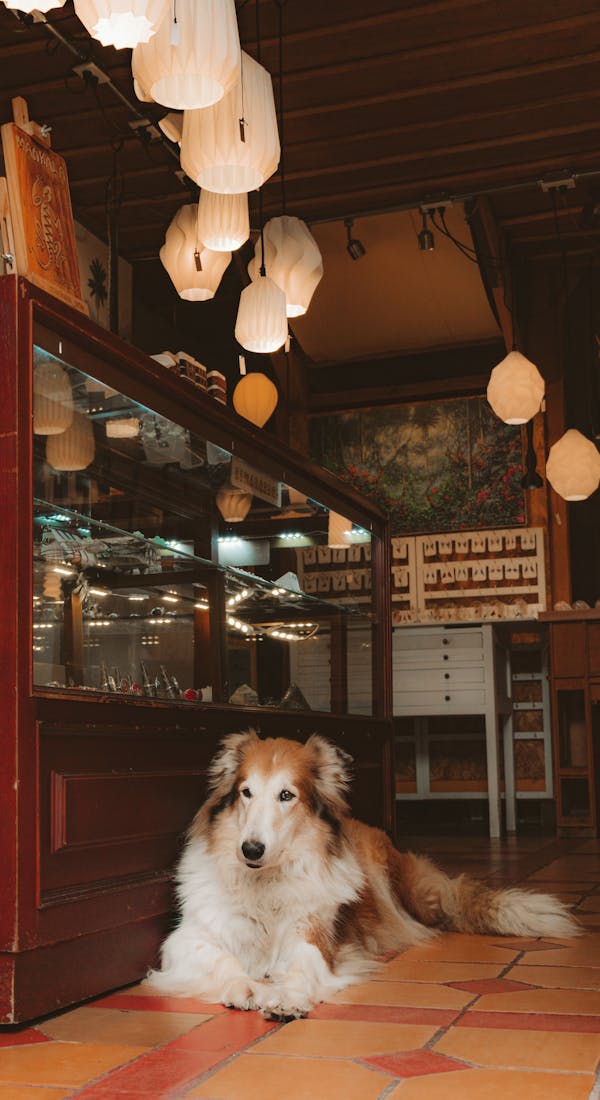 Brown and White Long Coated Dog Sitting on Brown Wooden Chair