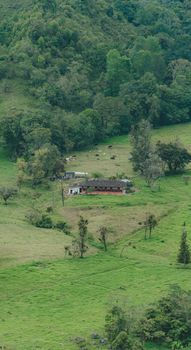 Aerial landscape of farmhouse with grazing livestock in verdant countryside.