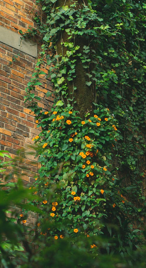 คลังภาพถ่ายฟรี ของ กำแพงอิฐ, ดอกส้ม, พืช