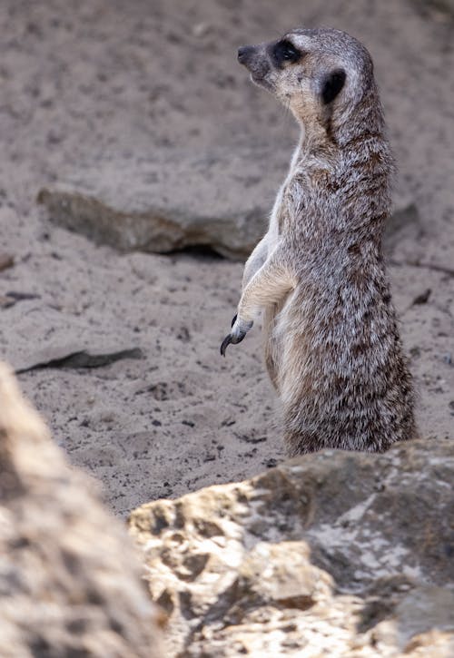 Fotobanka s bezplatnými fotkami na tému divočina, surikata, zväčšenie
