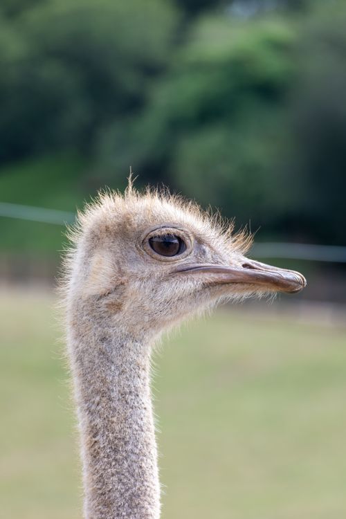 Free Close-up portrait of an ostrich in a natural outdoor setting, showcasing its unique features. Stock Photo