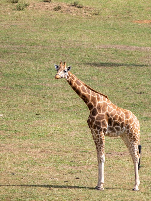 Giraffe on Green Grass Field