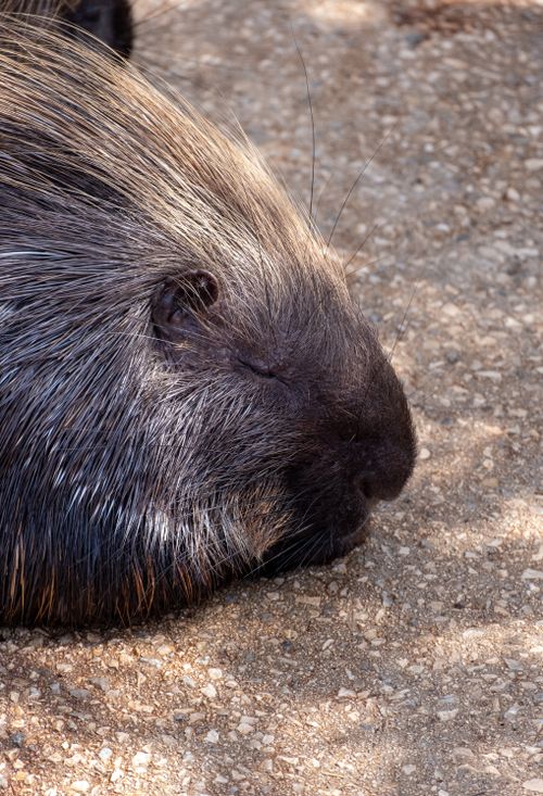 Free A peaceful close-up shot of a porcupine resting on textured ground, showcasing its spines. Stock Photo
