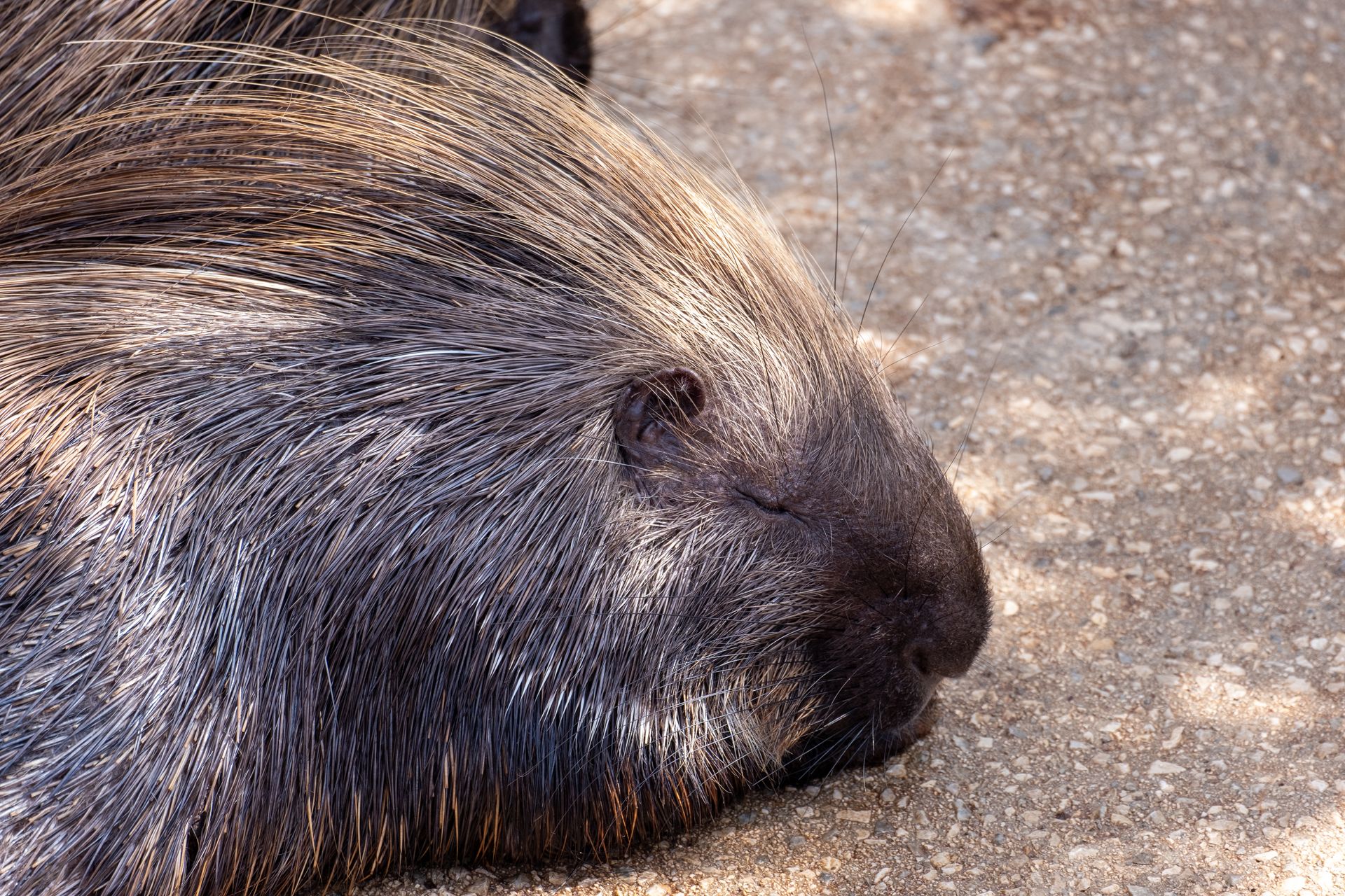 A detailed photograph of a porcupine peacefully sleeping, highlighting its quills.