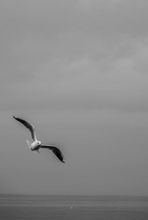 Grayscale Photo of Seagull Flying