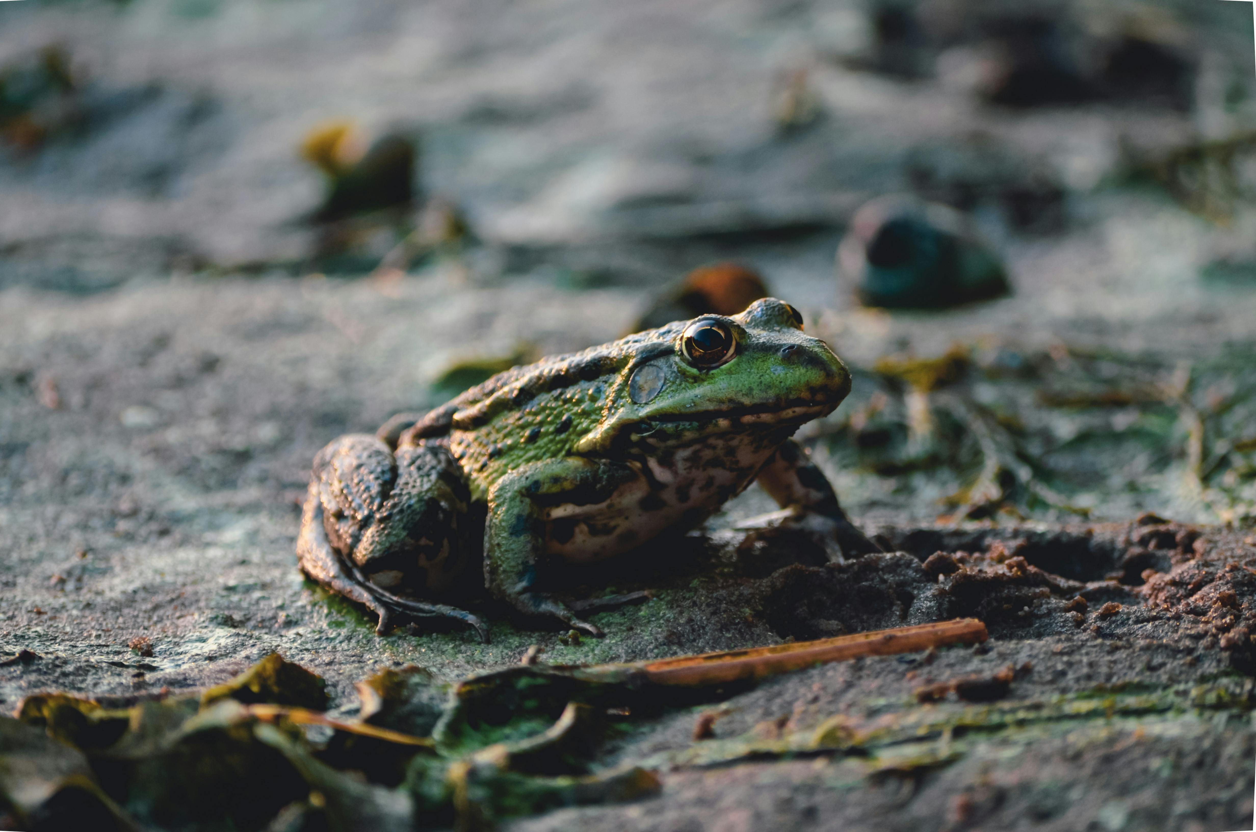 Selective Focus Photo of Red and Blue Frog on Ground · Free Stock Photo