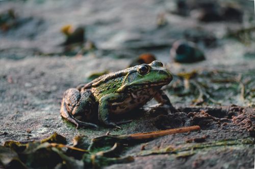 Free A detailed close-up of a frog on the ground, showcasing wildlife in Dnipro, Ukraine. Stock Photo