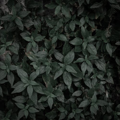 Free Green foliage Stock Photo