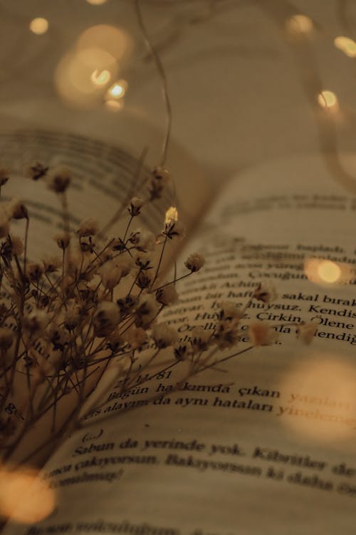 Open Book with Dried Flowers Close-Up Photo