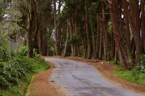 彎曲的道路, 松樹, 樹幹 的 免費圖庫相片