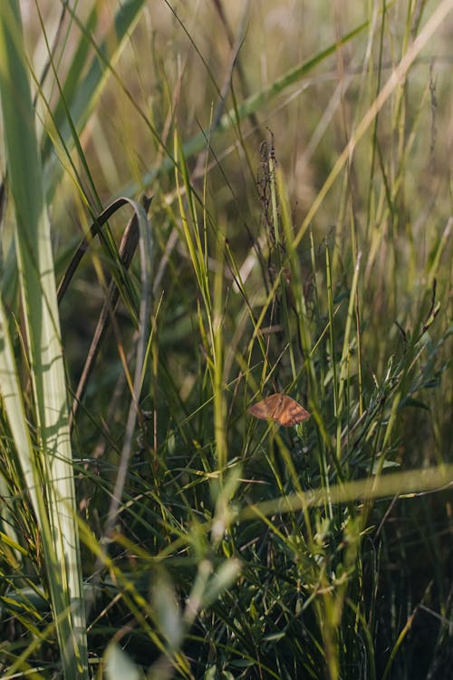 Free stock photo of 35mm, butterfly, field