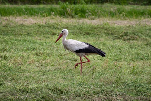 White Stork Walking on a Grass Field