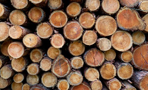 Gratis stockfoto met boomstammen, brandhout, brandstapel Stockfoto
