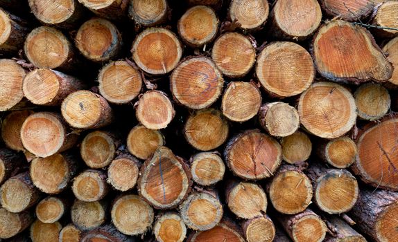 Hardwood vs Softwood: Which Should You Use for Your Next Project?