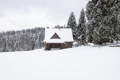 Winter Landscape of Snow Covered Pine Trees on Ground