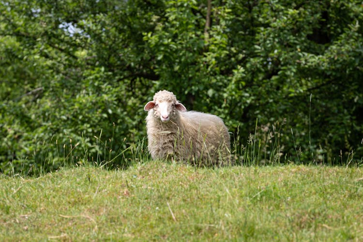 Sheep On Field Near Trees