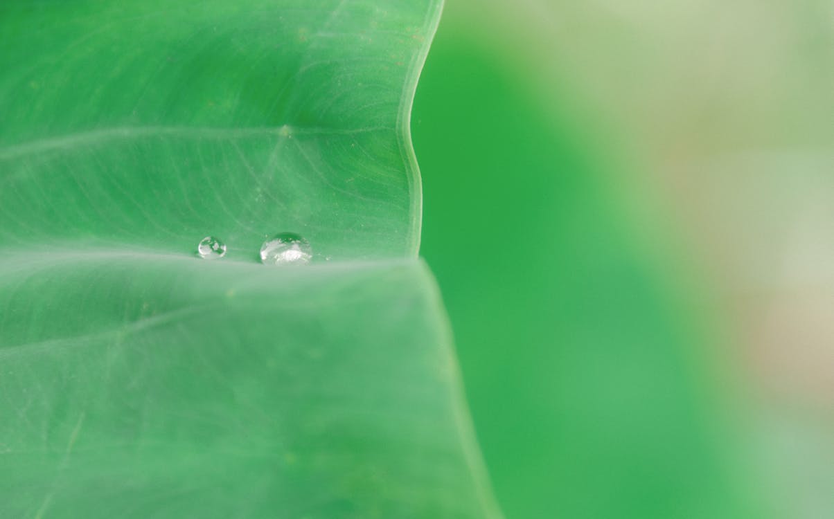 Green Leaf With Raindrop