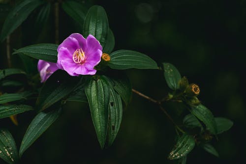 Крупным планом фото фиолетового цветка с лепестками