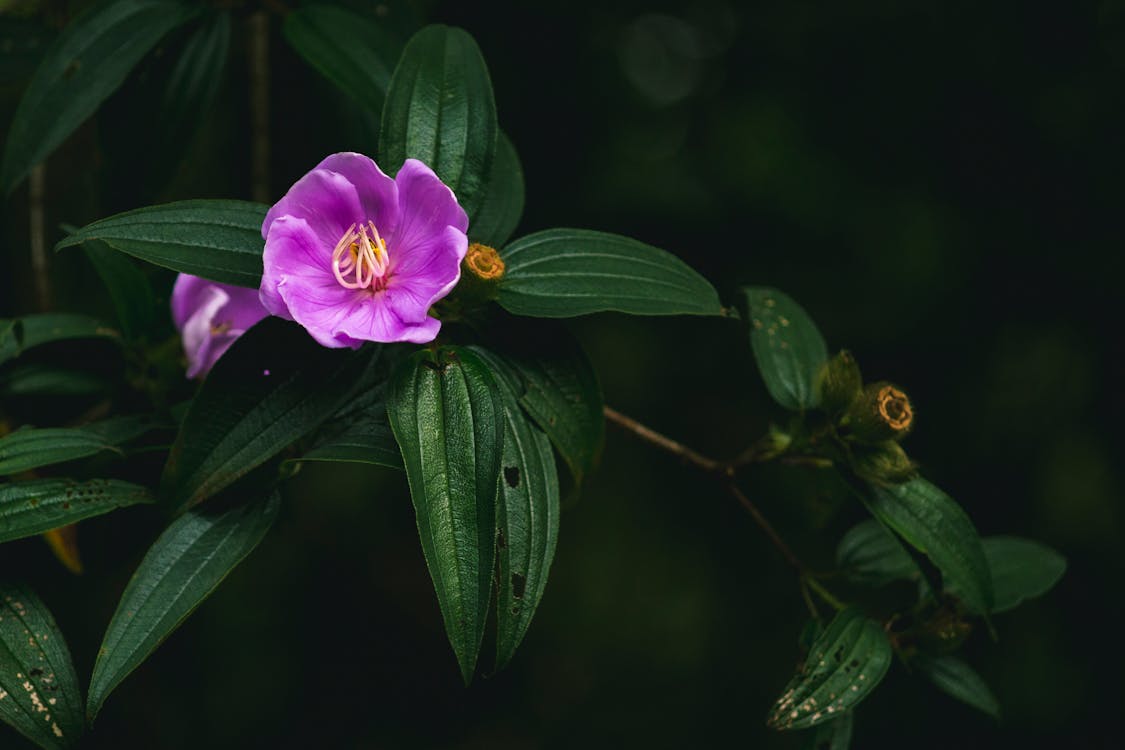 Foto En Primer Plano De La Flor De Pétalos De Color Púrpura